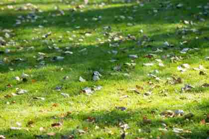 Ruin a Beautiful Lawn