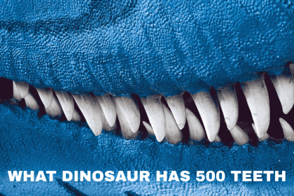 what dinosaur has 500 teeth